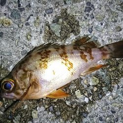 タケノコメバル狙い